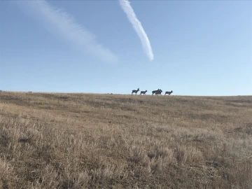 Wildlife in Alberta