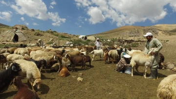 Milking sheep flock