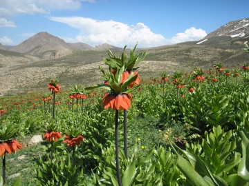 Flowering valley