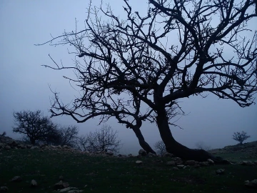 Tree at dusk