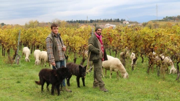 Two herders and dogs