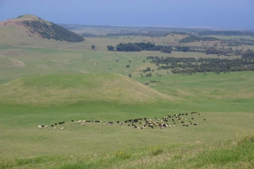 Grazing in Hawaii