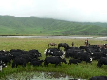 Yak herd