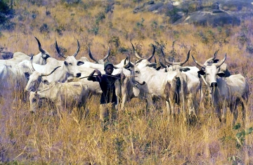 Young herder in Nigeria