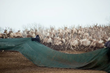 Reindeer herding