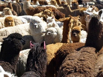 Llama herd