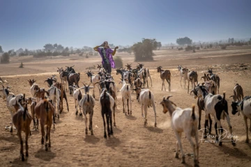 Herder with goats