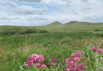 Flowering range