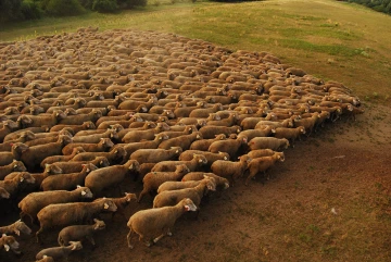 Merino sheep in Slovakia