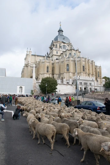 Sheep in Madrid