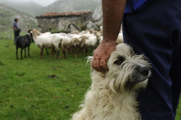 Sheepdog