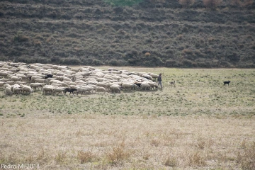 Flock moving behind dog