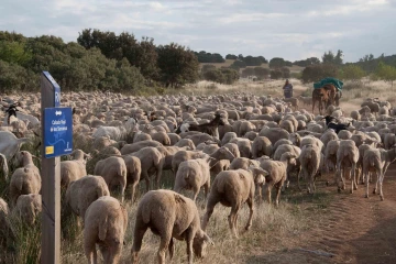 Sheep on designated droving route