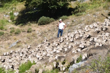 Spanish herder on slope