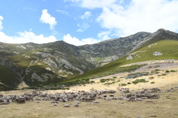 Flock in valley