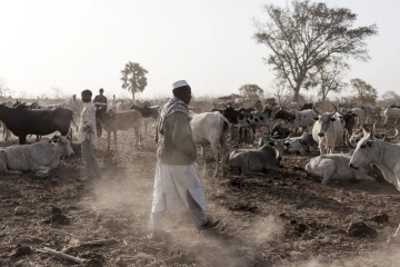 Cattle camp in Togo