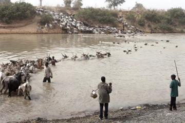 Herd crossing river