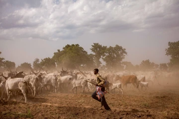 Herder running