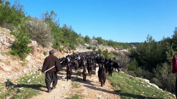 Herder and flock on road