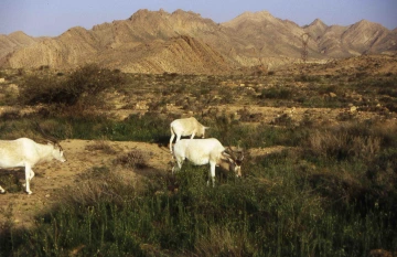 Wildlife Morocco