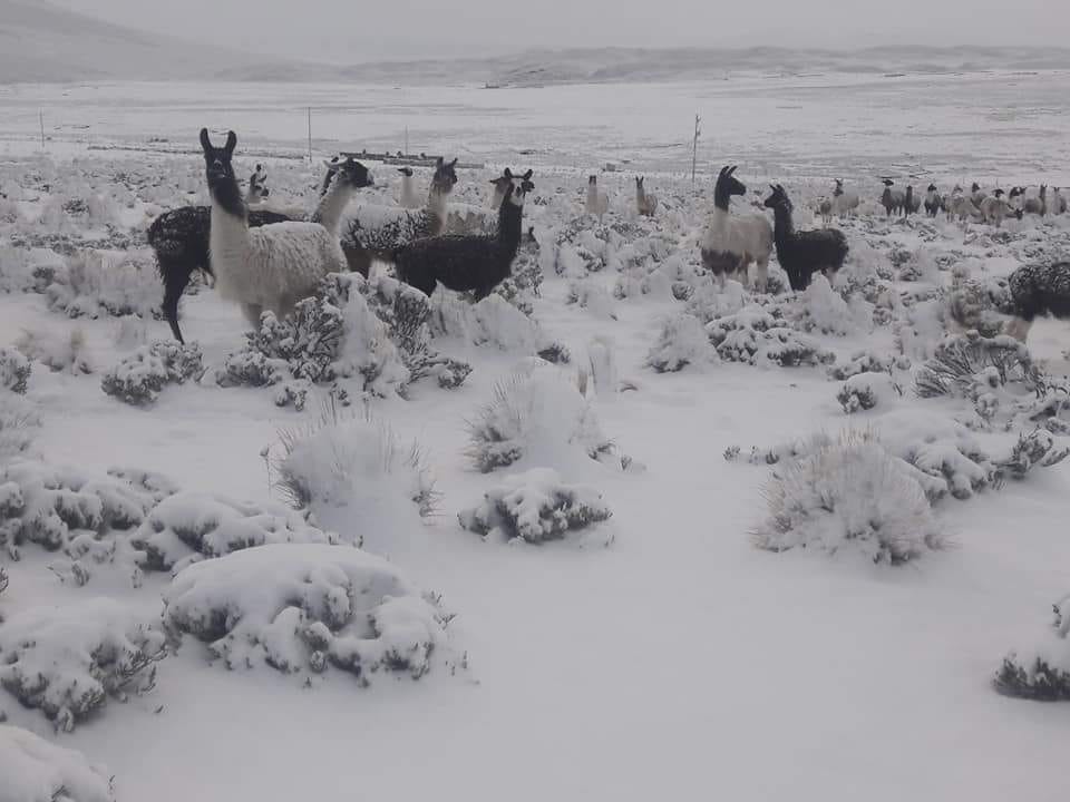 Camelids in snow