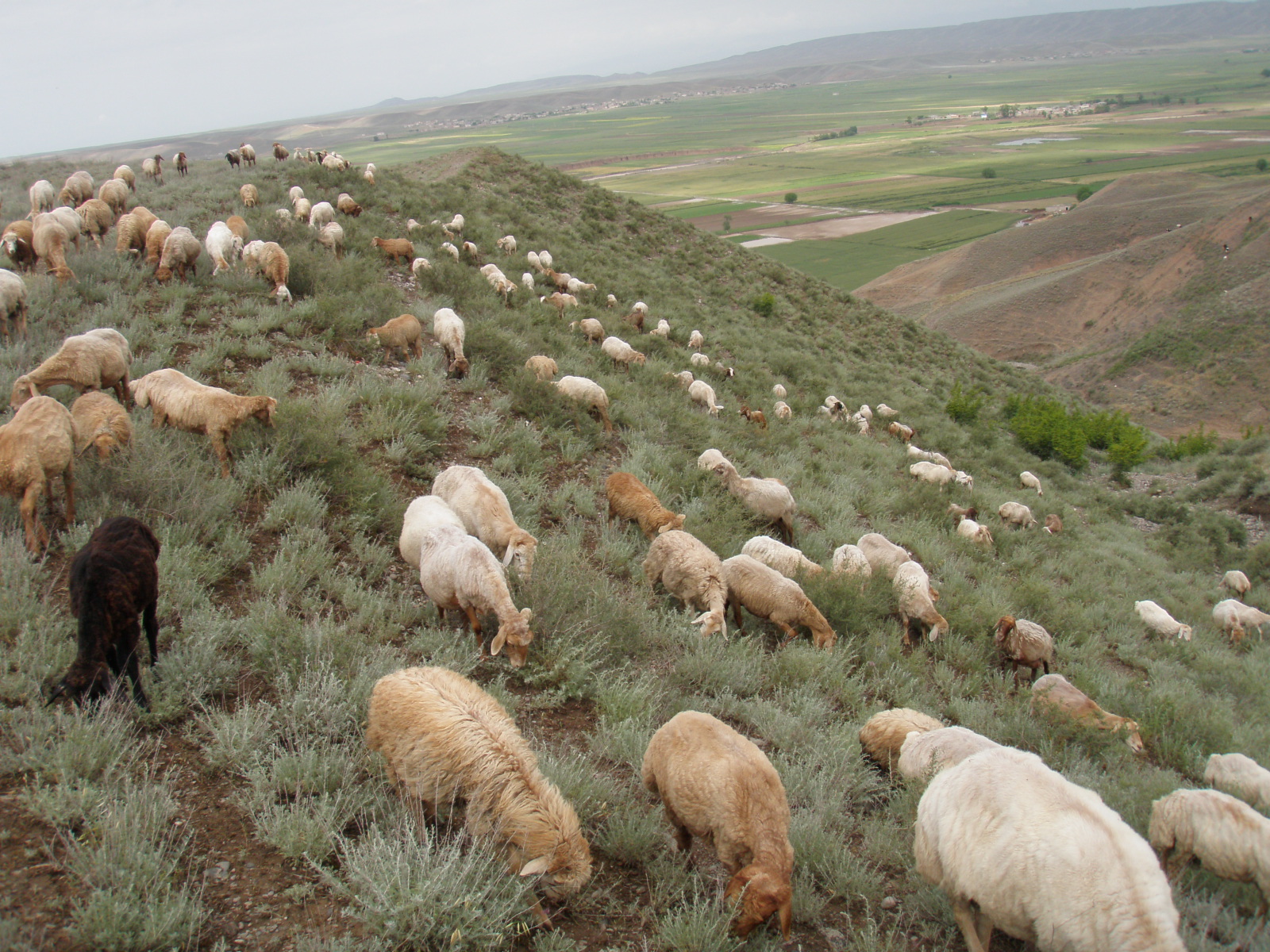 Sheep on ridge above valley
