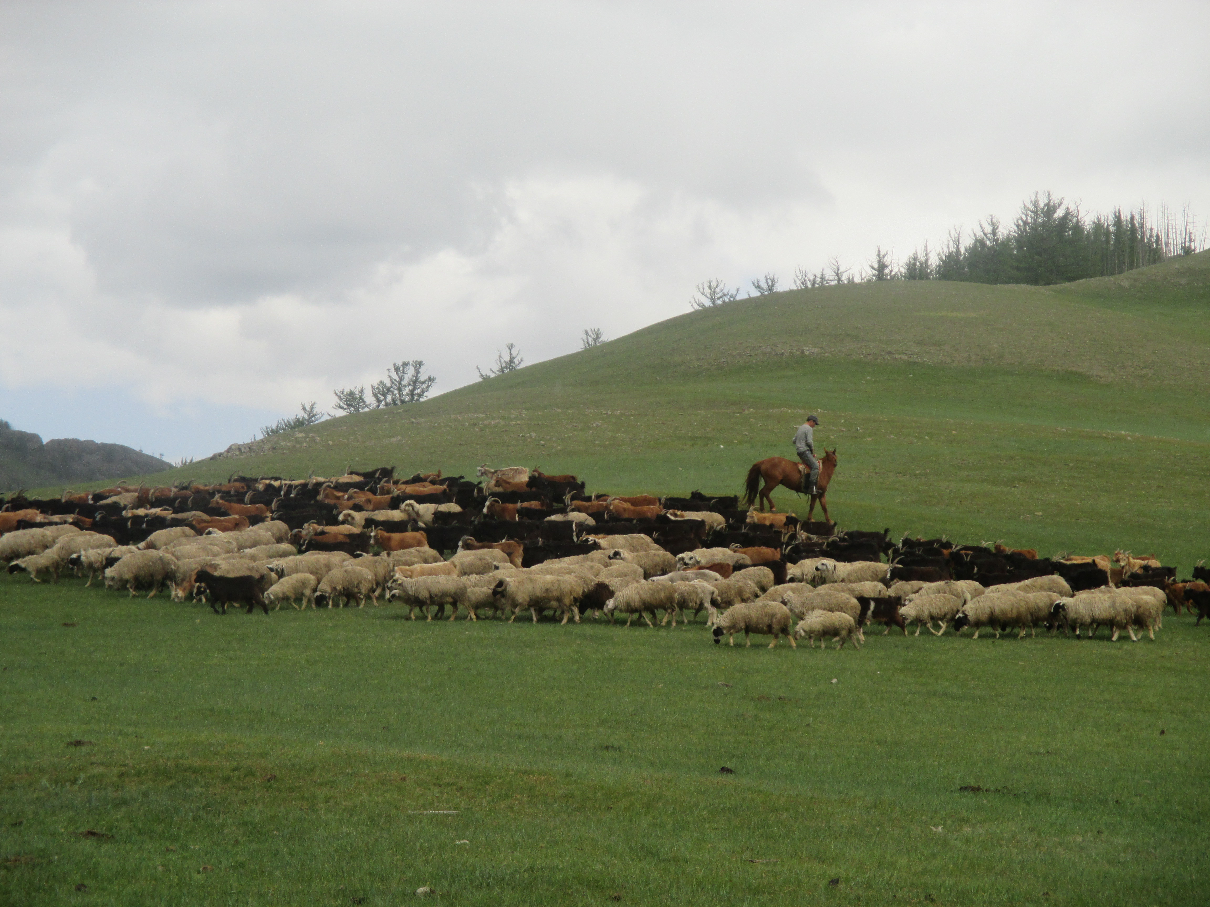 Mongolian herder with mixed herd