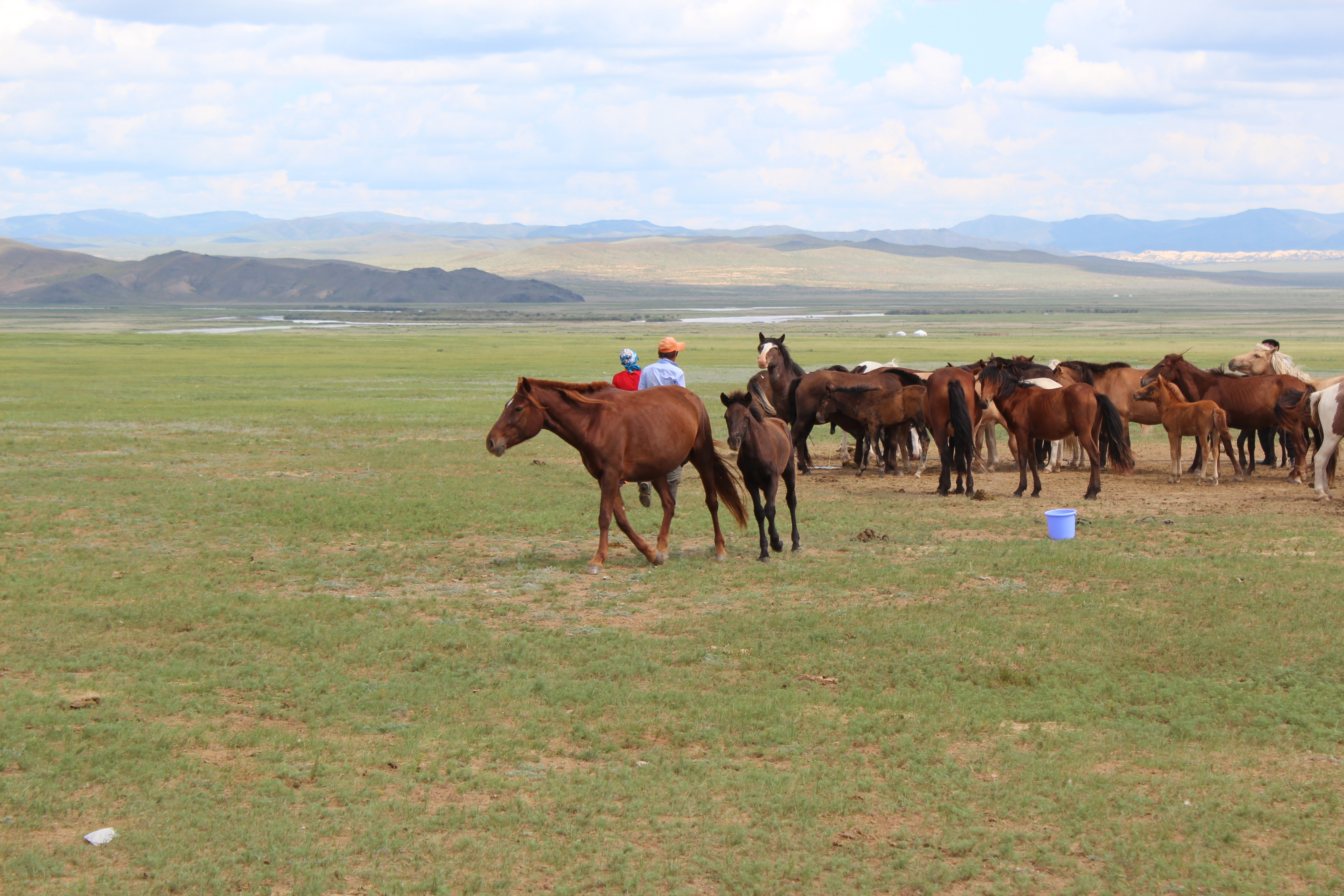 Mongolian horses