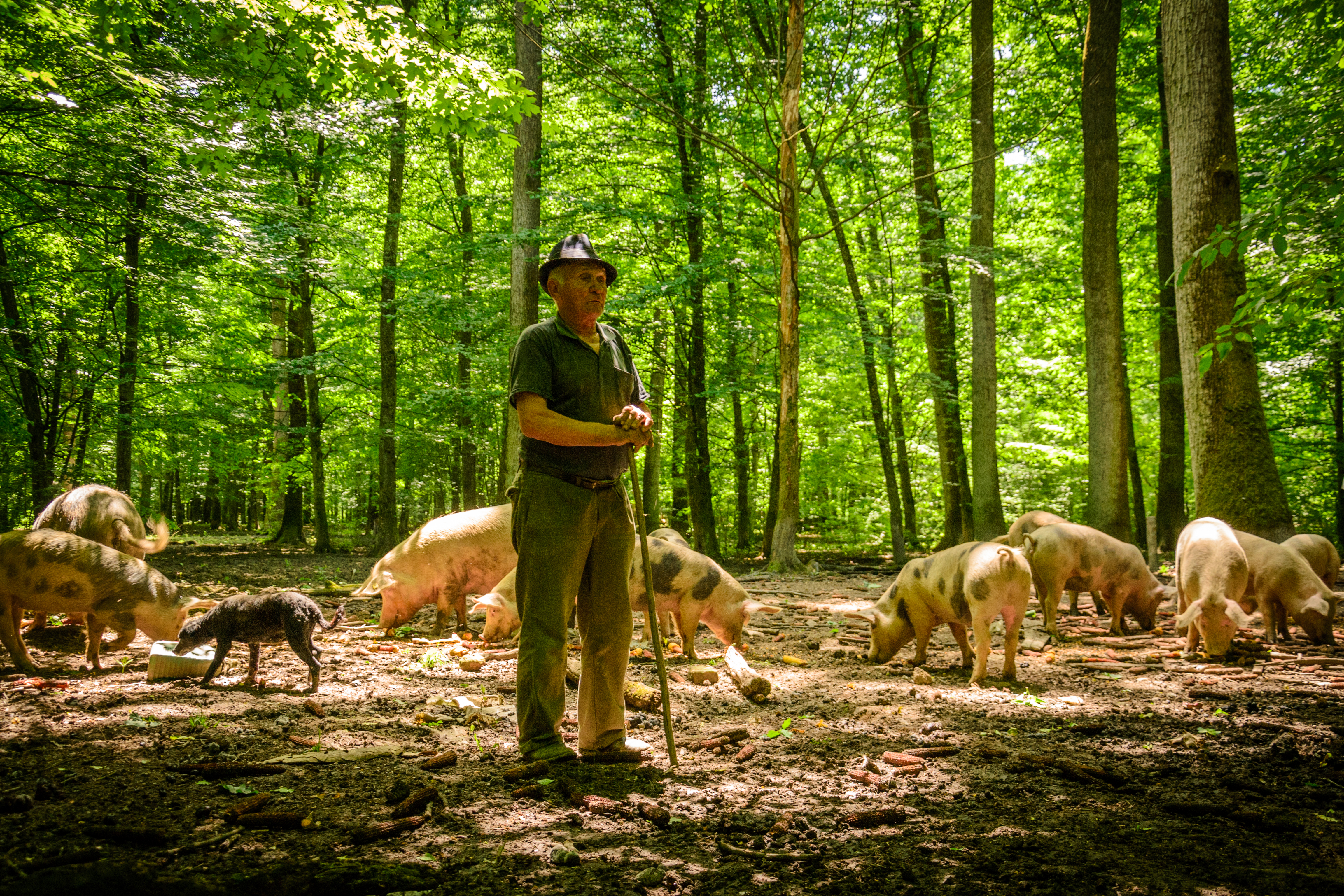 Pig herder in Serbia