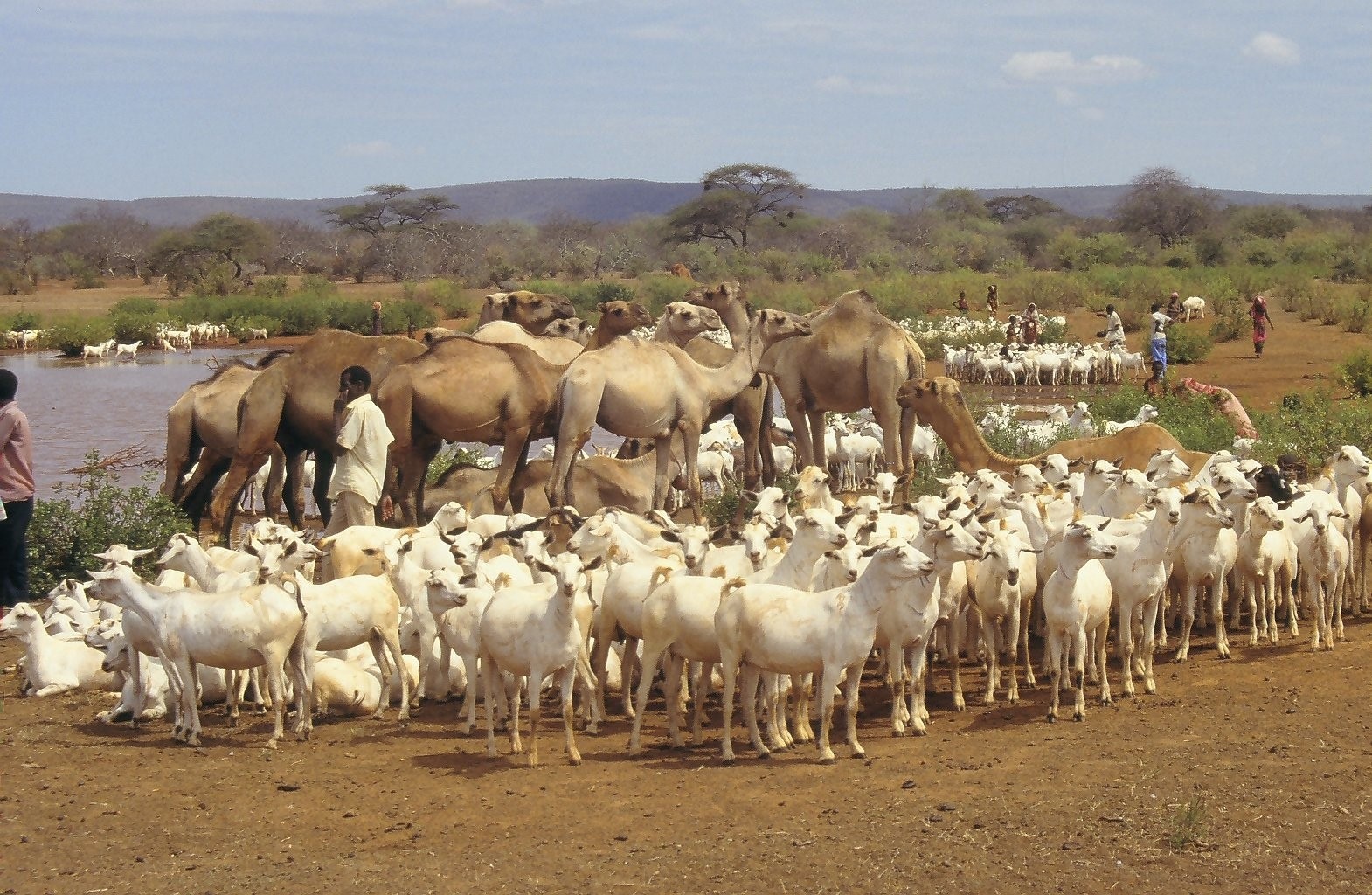Somalia livestock at water point