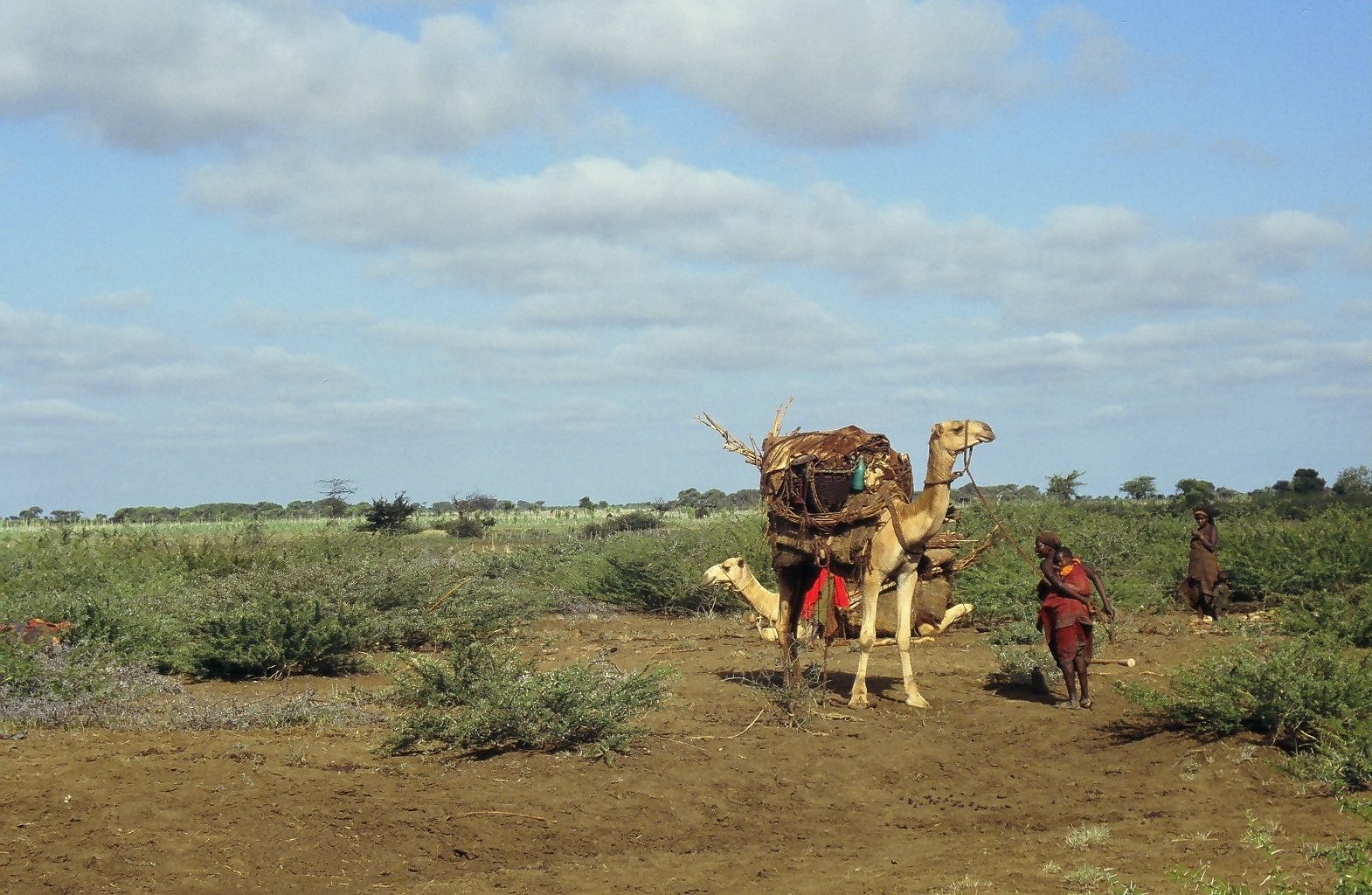 Women and camels on rangeland