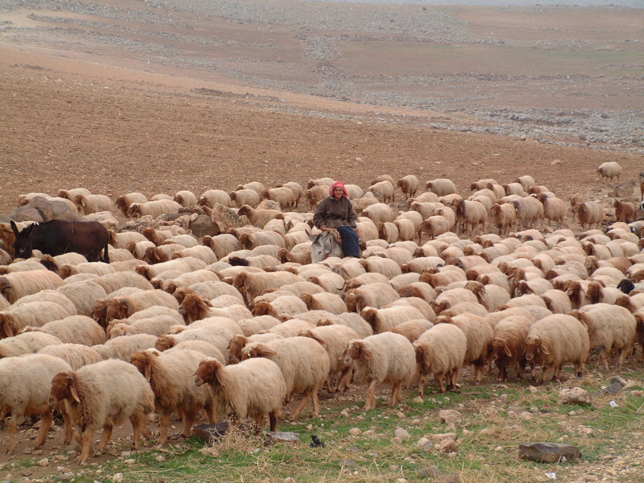 Woman with sheep flock