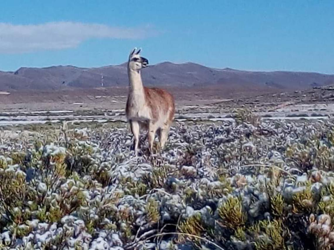 Camelid in winter