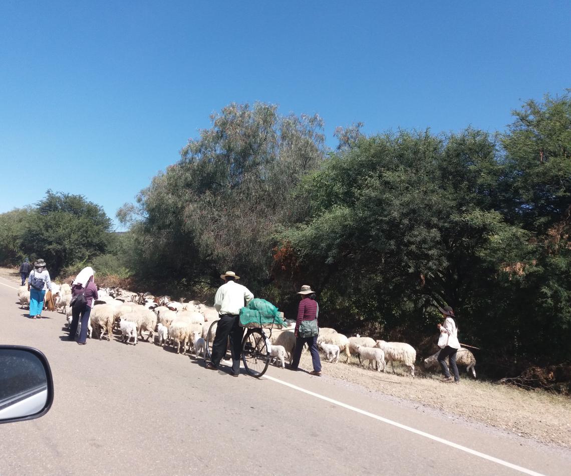 Herd on Bolivian highway