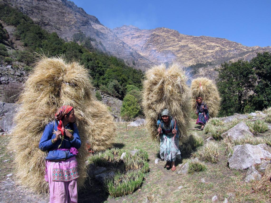 Collection of bhuss grass for livestock during the lean winter season by pastoral women of the villages in Chamoli district, Uttarakhand