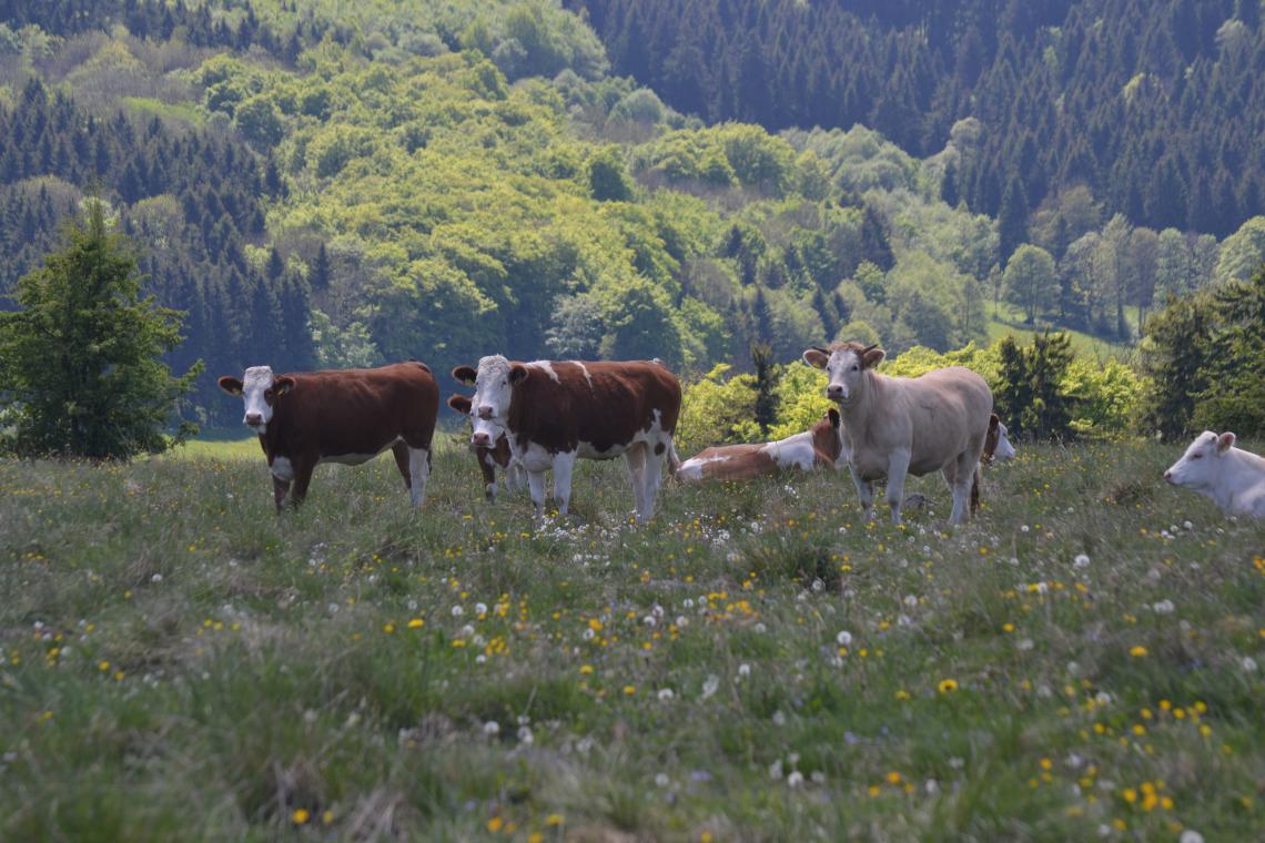 Cows in hill pasture
