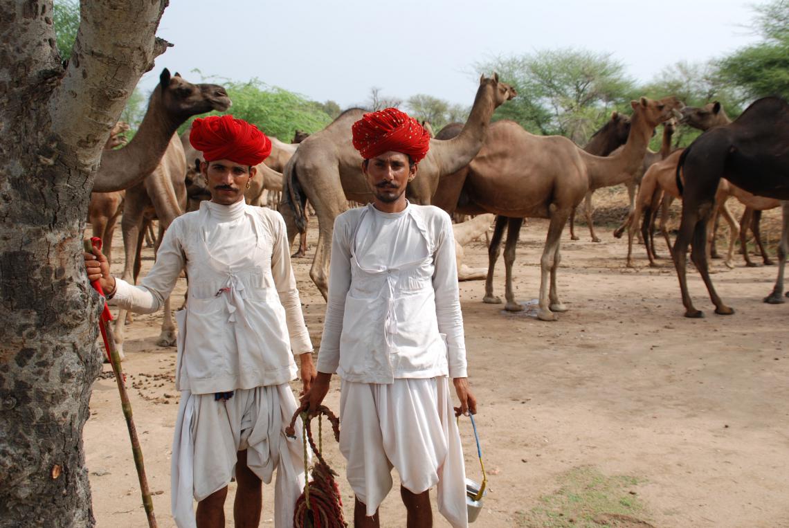 Two herders and camel