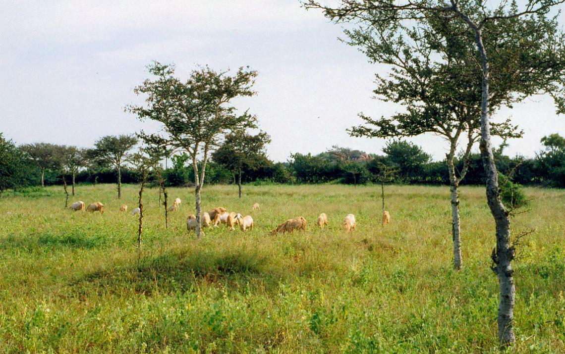 Sheep grazing in India