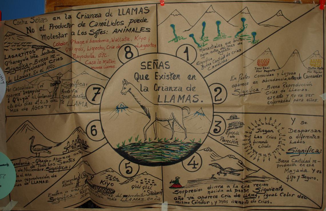 Llama drawing