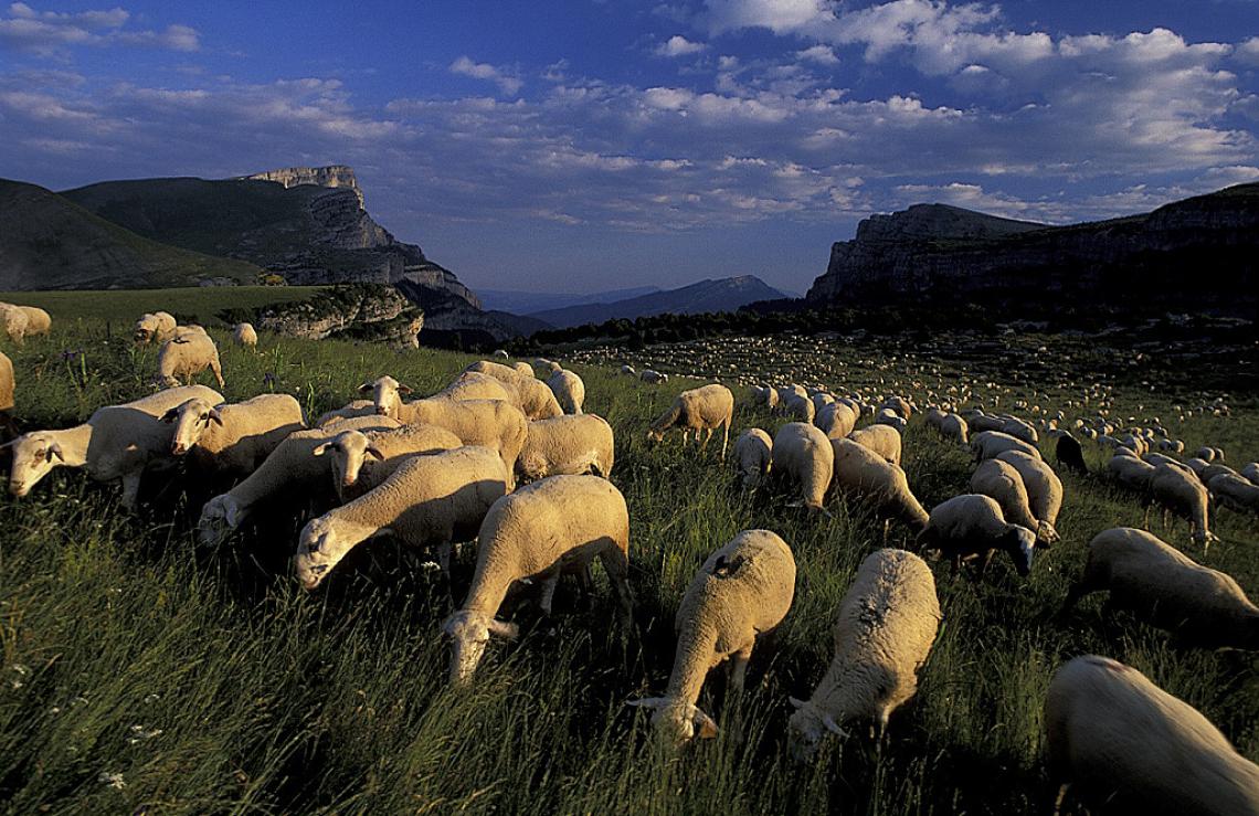 Sheep flock on highland