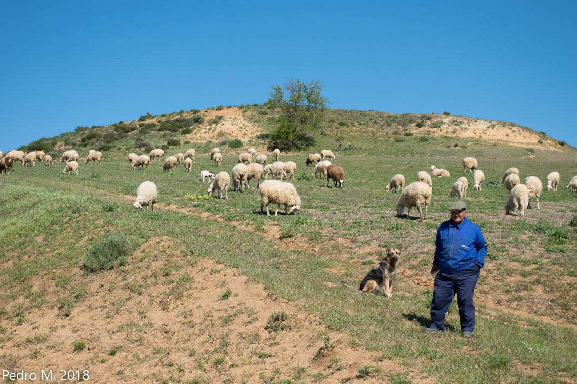 Herder on hill