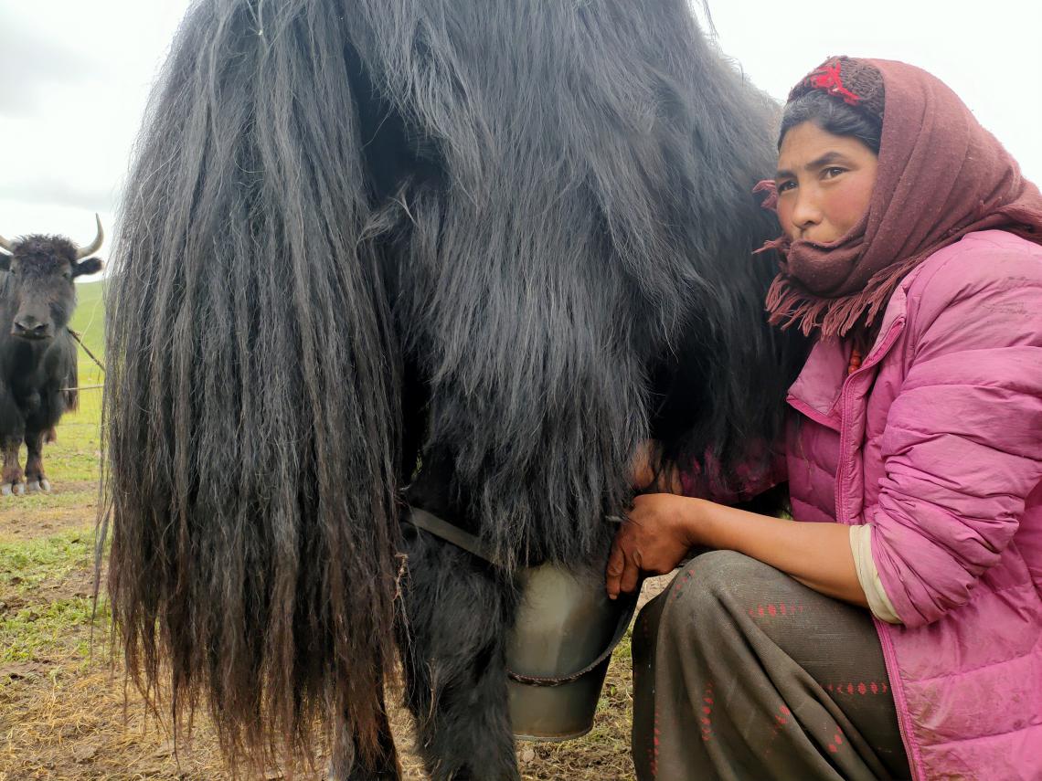 Tibet woman milking