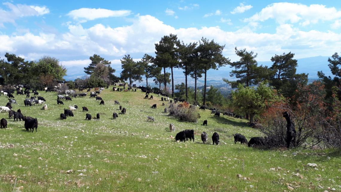 Herd on green hill