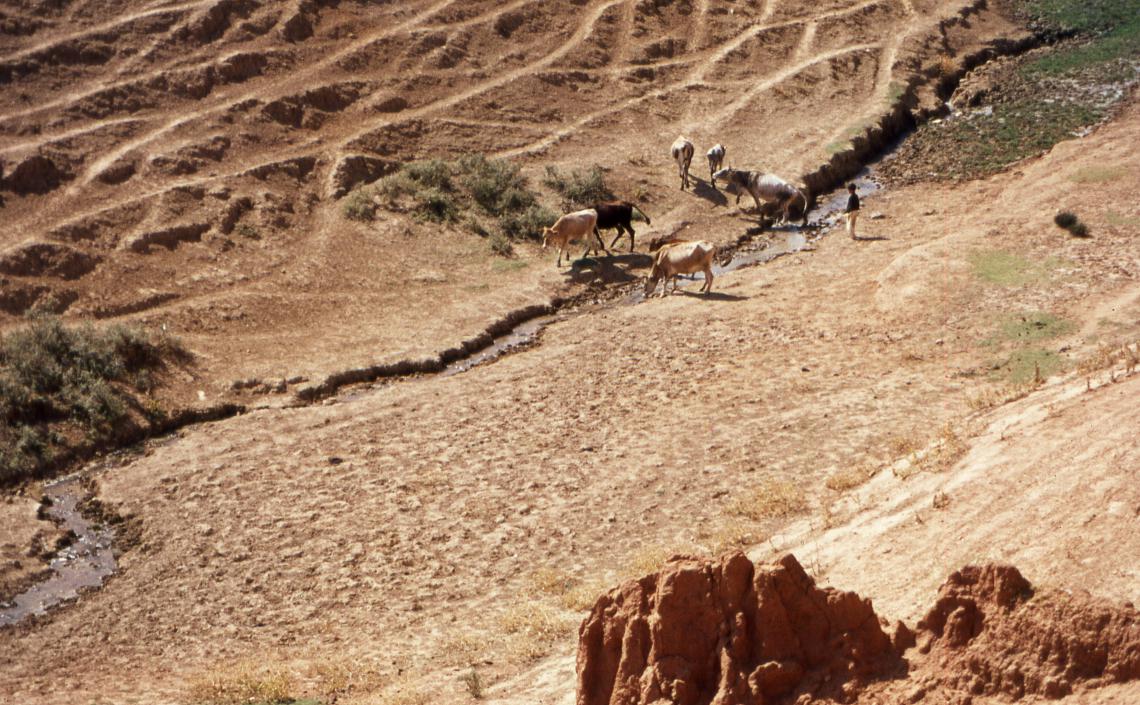 Wadi in Tunisia